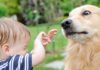 Safety tips for National Dog Bite Prevention Week child, dog, fear, dog bite, National Dog Bite Prevention Week