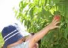 Good Food Finder helps Arizona families “eat local” Good Food Finder, u-pick farms, Local First Arizona