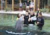 Sea STAR offers dolphin-assisted therapy for kids with special needs