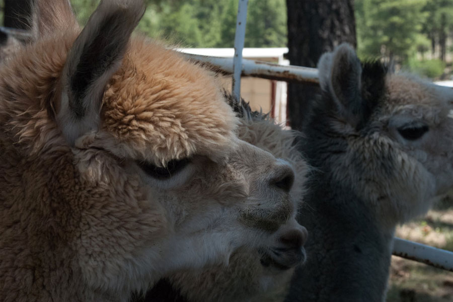 FLAGSTAFF Flag Wool and Fiber Festival Raising Arizona Kids Magazine