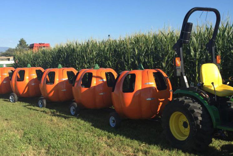 Marana Pumpkin Patch, Arizona, corn maze, straw mountain, pony rides