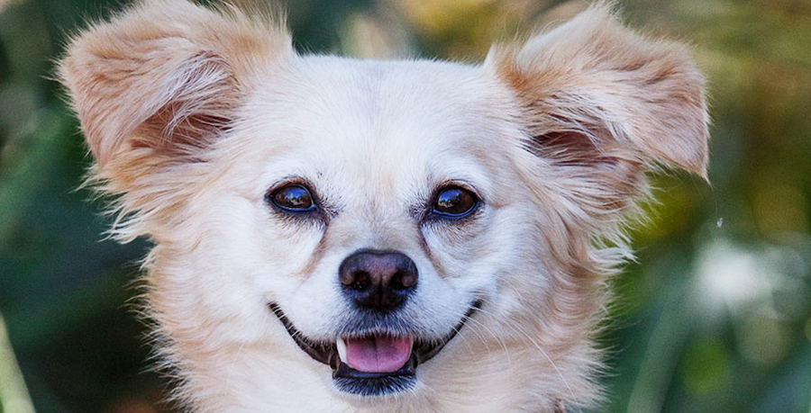 Dog Days, Desert Botanical Garden