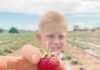 Strawberry Festival at Mortimer Farms