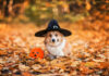 How to Keep Your Pets Safe During Halloween and Thanksgiving
