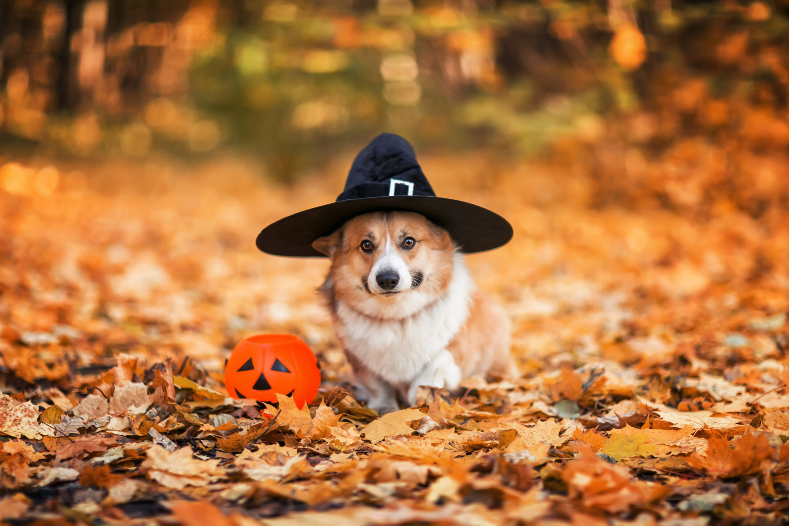 Photos: Best 2022 pet costume submissions from around the US this Halloween