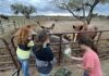 2025 Tucson Summer Camps with Animals