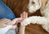 What to Expect (From Your Pet) When Expecting